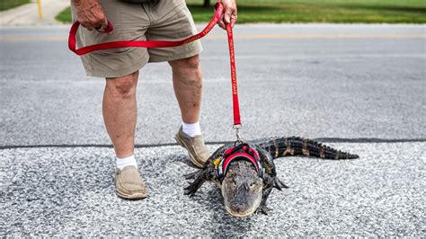 wally the emotional support gator